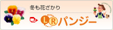 冬も花ざかり　LRパンジー