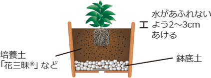 鉢植えのサンパチェンスのイメージ画像。草花用培養土にサンパチェンスを植え付ける。水があふれないよう、鉢の上端から2～3cmあける。鉢底石を入れる。