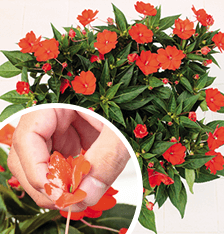 サンパチェンスの蕾摘み（花摘み）イメージ写真