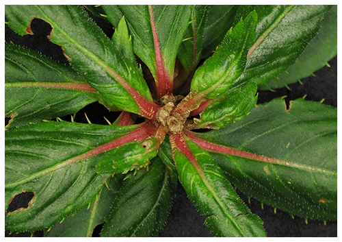 ホコリダニの被害で葉がねじれてしまった植物の写真