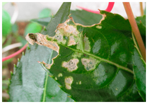 バッタの食害を受けた葉の写真