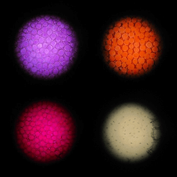顕微鏡でサンパチェンスの花弁の色を拡大している写真