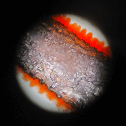 サンパチェンスの花弁の断面を顕微鏡で拡大している写真
