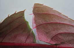 サンパチェンスの葉を斜めに裂いて、薄い表皮を取り出している写真