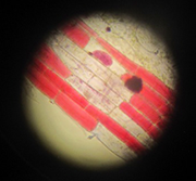 サンパチェンスの横断面を顕微鏡で拡大している写真