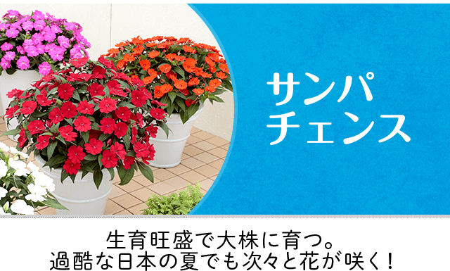 サンパチェス® 生育旺盛で大株に育つ。過酷な日本の夏でも次々と花が咲く！