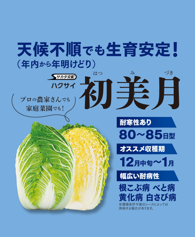 ハクサイ 「初美月」