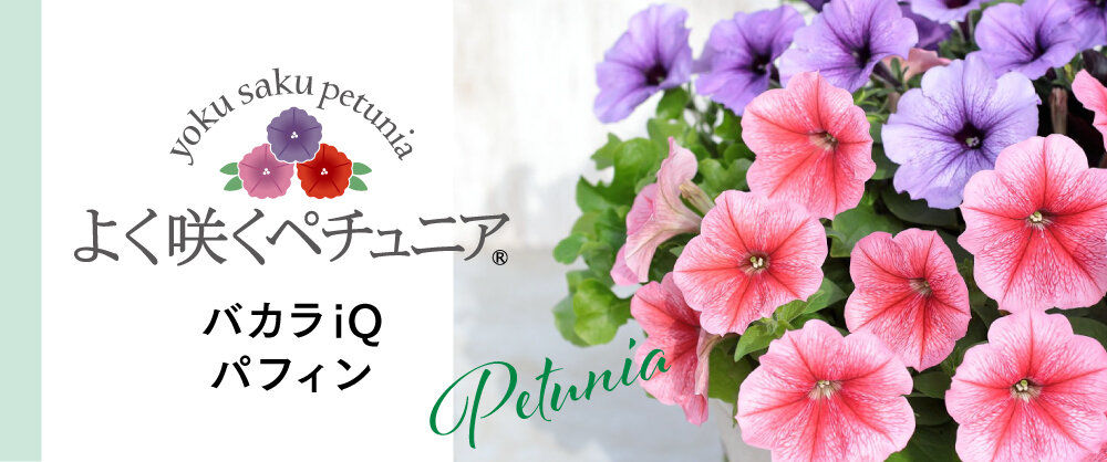 バカラiQ、パフィン