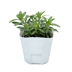 ふわリッチ 出荷苗 ホワイト.png