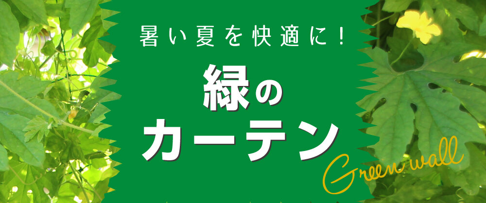 暑い夏を快適に！緑のカーテン