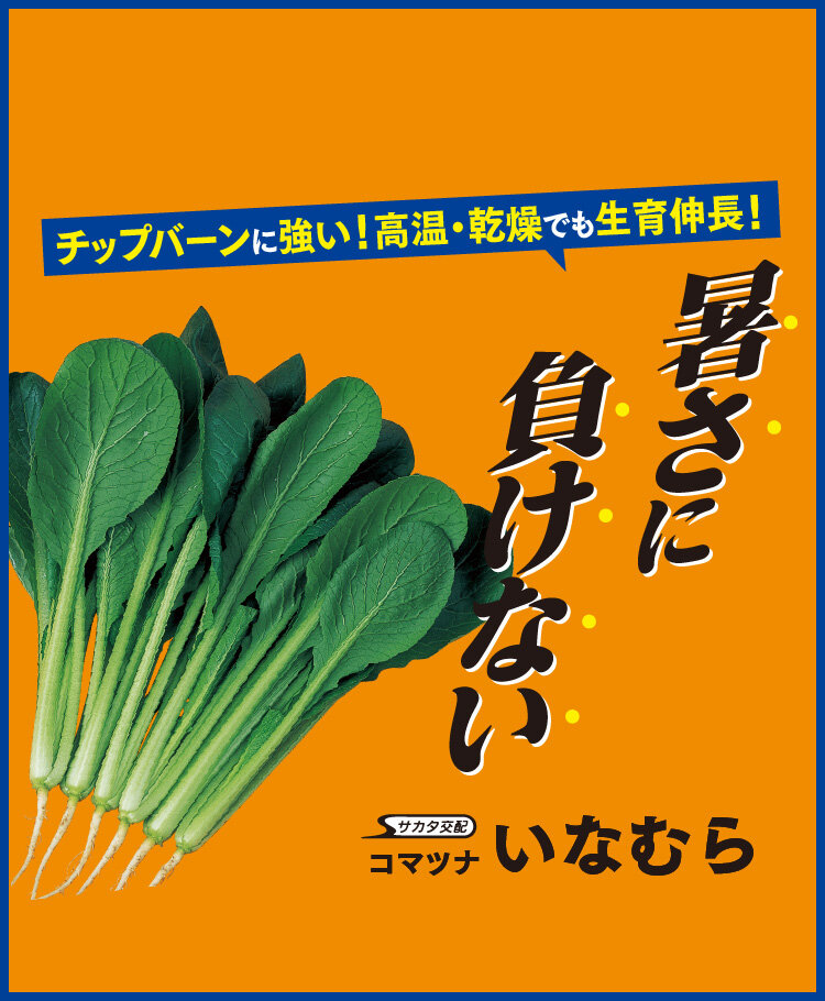 コマツナ_いなむら