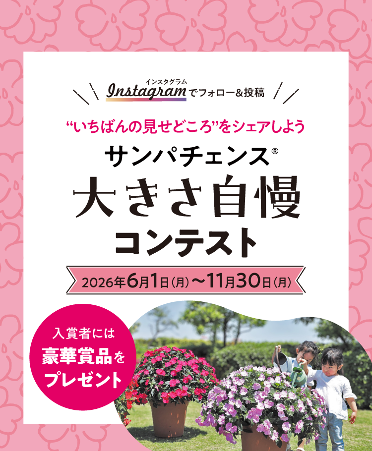 サンパチェンス_大きさ自慢コンテスト