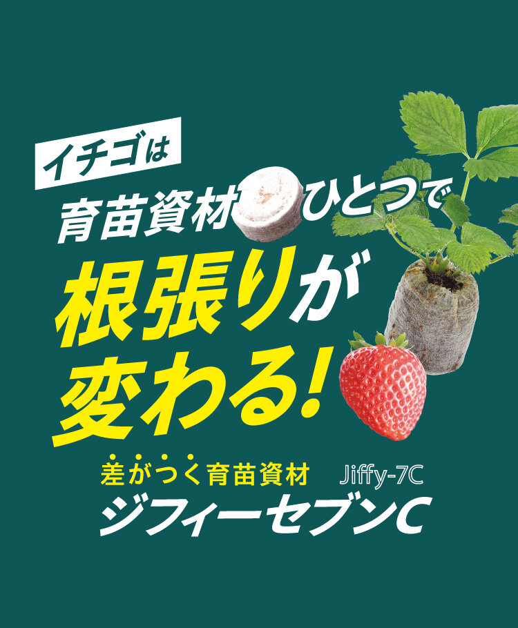 ジフィーセブンC_日本農業新聞イチゴ特集