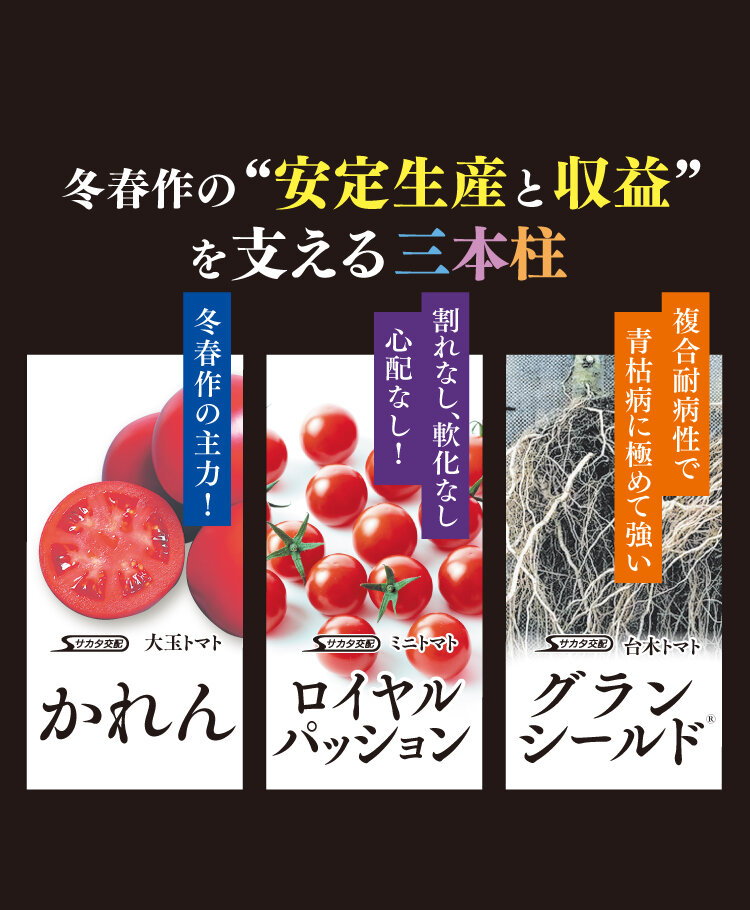冬春トマト