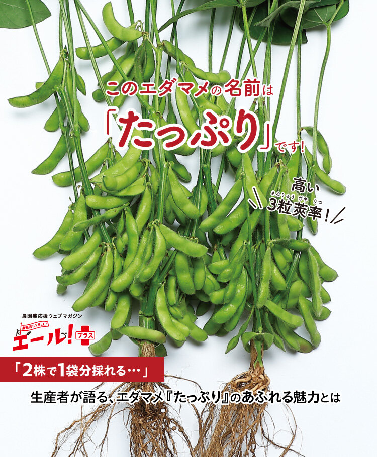 エダマメたっぷり