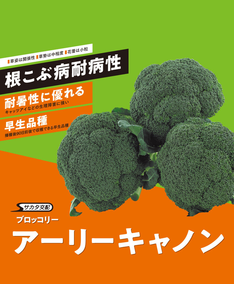 ブロッコリー_アーリーキャノン