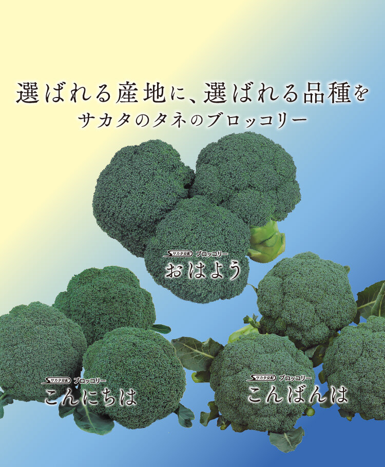 ブロカリ特集2603