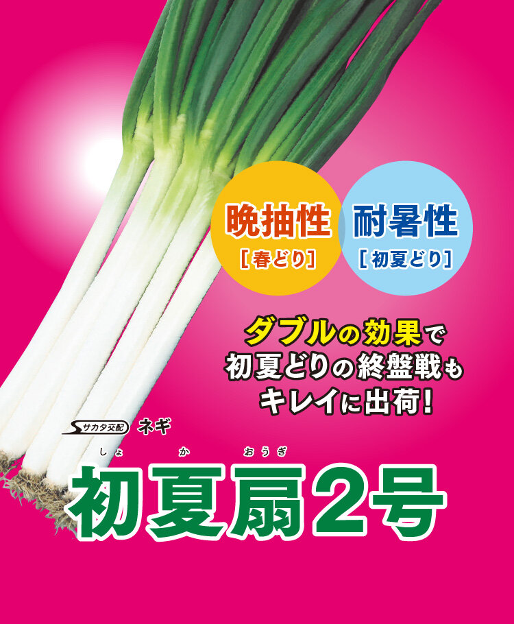 ネギ_初夏扇2号