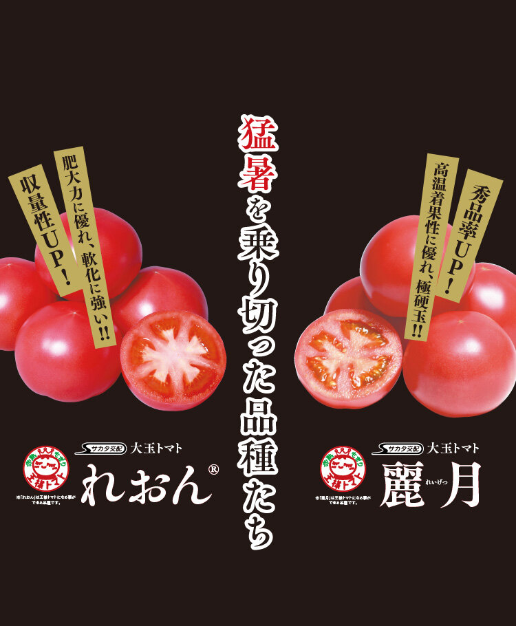 夏秋トマト_れおんと麗月