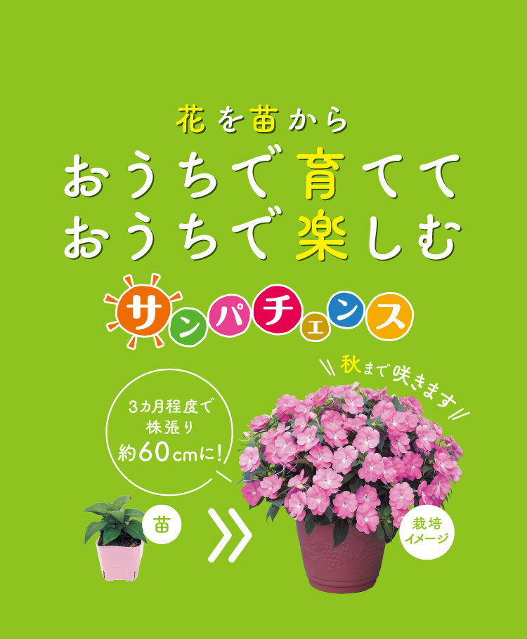 サンパチェンス