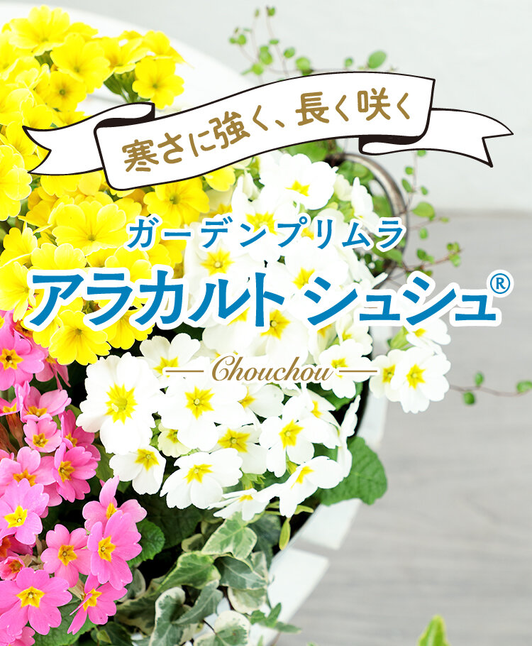 ブランドサイト_アラカルトシュシュ