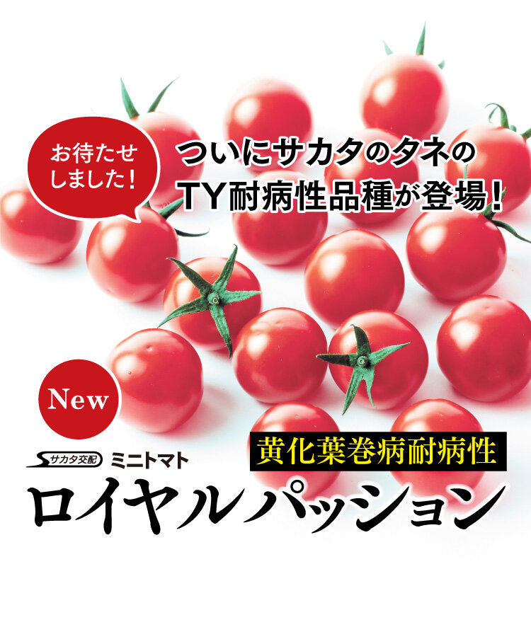 ミニトマト_ロイヤルパッション