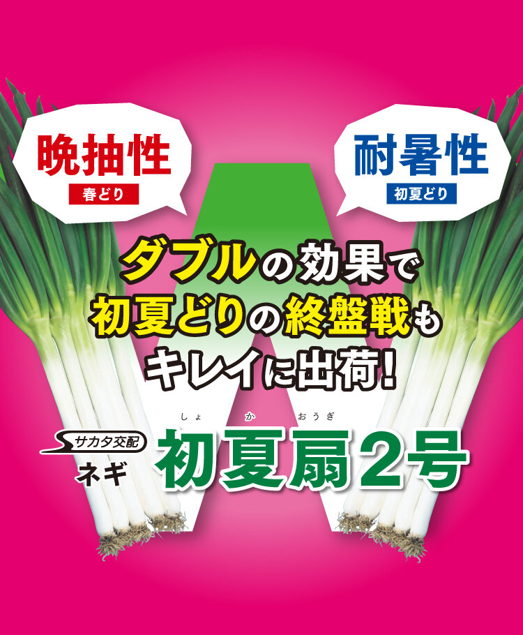 ネギ_初夏扇2号