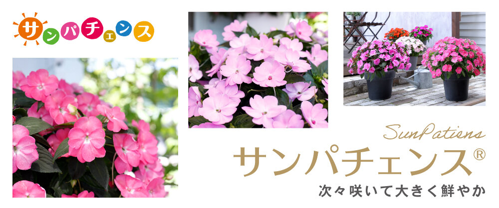 sunpatiens_20260409.jpg