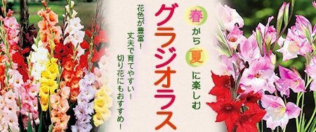 タネ（種）・苗・園芸用品なら【サカタのタネ】
