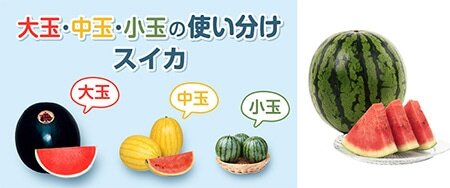 タネ（種）・苗・園芸用品なら【サカタのタネ】