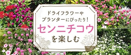 タネ（種）・苗・園芸用品なら【サカタのタネ】
