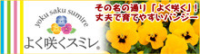 秋から春まで色とりどりのお花をたくさん咲かせる「よく咲くスミレ®」