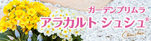 プリムラ アラカルト