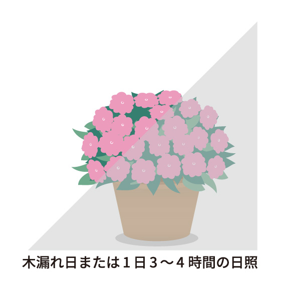 ※木漏れ日または1日3～4時間の日照