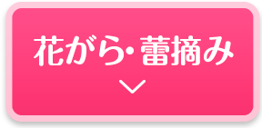 花がら・蕾摘み