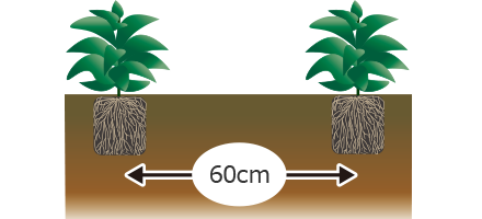 地植えのサンパチェンスのイメージ画像。株間を60cmあける