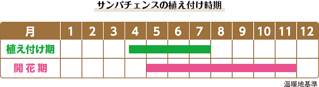 サンパチェンスの植え付け時期 植え付け期は4月上旬から7月末、開花期は5月から11月末（温暖地基準）