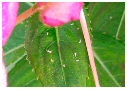 葉に複数のアブラムシが付いた写真