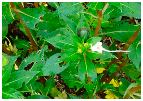 コガネムシに食い荒らされた植物の写真