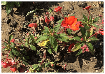 立ち枯れしてしまった花の写真