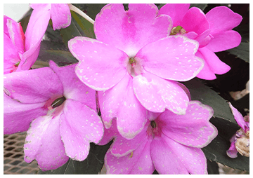 灰色のカビに覆われた花の写真