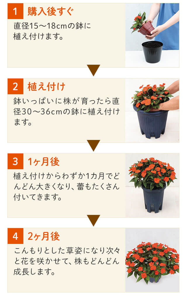 1．購入後すぐ：15cmのポットに植えつけます。2．植え替え：鉢いっぱいに株が育ったら直径30～36cmの鉢に植え替えます。3．1か月後：植え替えからわずか1か月でどんどん大きくなり、蕾もたくさん付いてきます。4．2か月後：こんもりとした草姿になり次々と花を咲かせて、株もどんどん成長します。