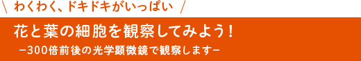 花と葉の細胞を観察してみよう！わくわく、ドキドキがいっぱい。300倍前後の光学顕微鏡で観察します。