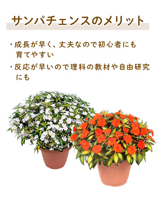 サンパチェンスのメリット1．成長が早く、丈夫なので初心者にも育てやすい。サンパチェンスのメリット2．反応が早いので理科の教材や自由研究にも