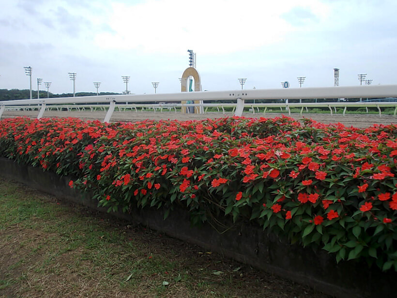 大井競馬場