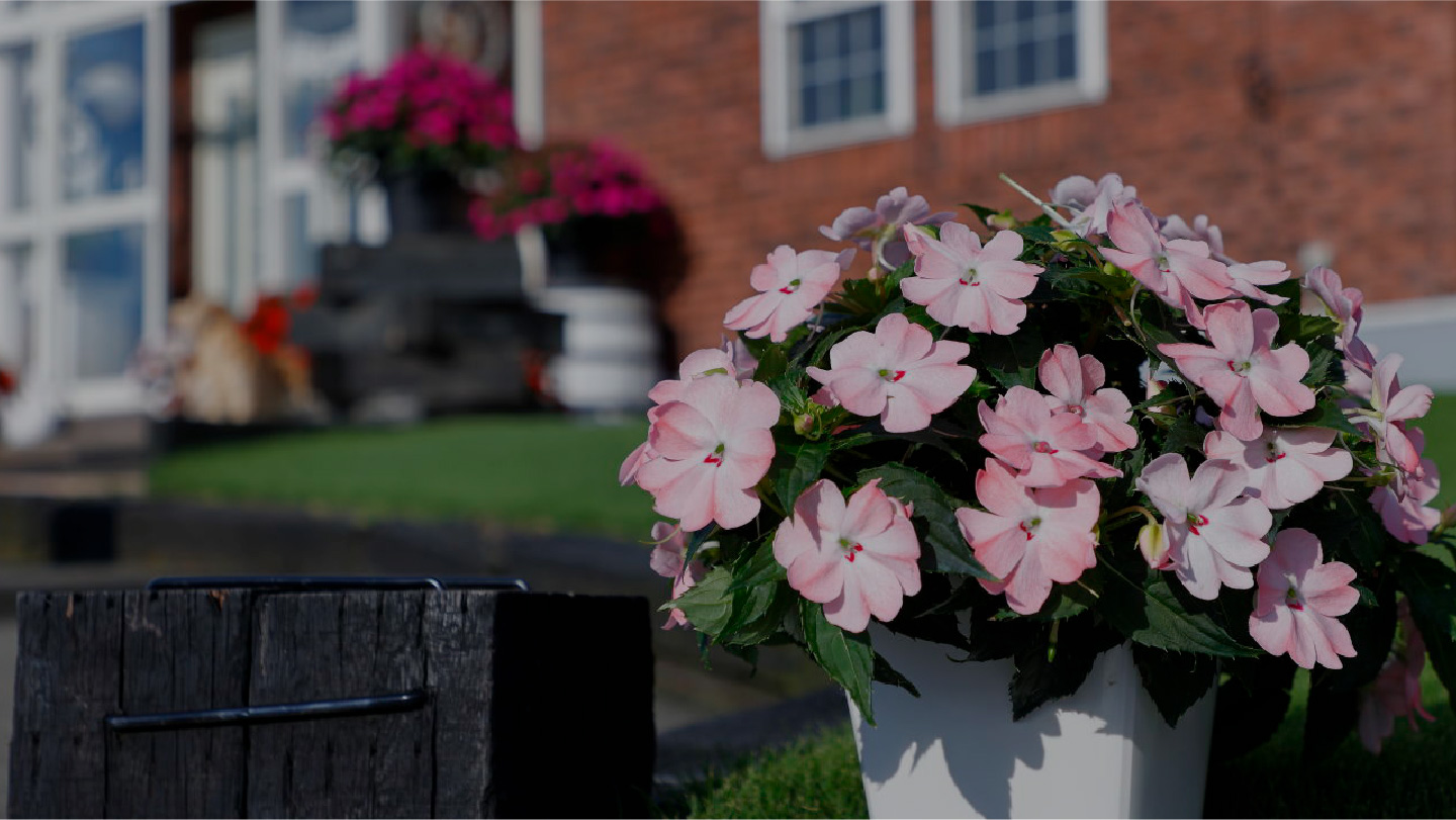 サンパチェンスを愉しむ