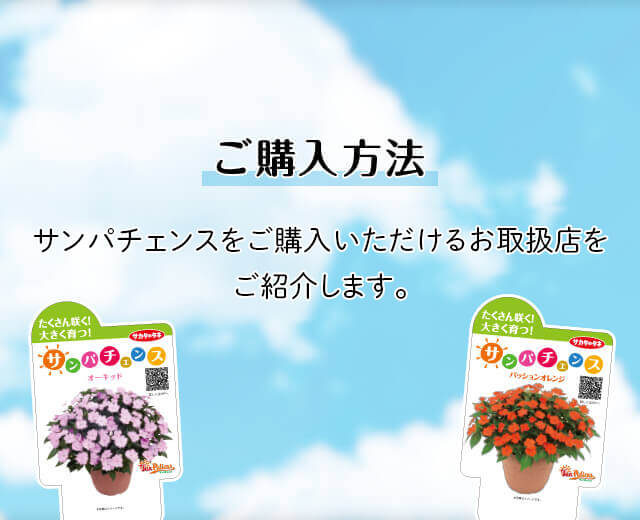 ご購入方法 サンパチェンス タネ 苗 園芸用品 農業用資材の総合案内 サカタのタネ