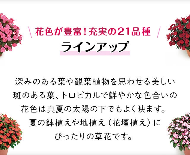 サンパチェンス ラインアップ 花色が豊富！充実の21品種 深みのある葉や観葉植物を思わせる美しい斑のある葉、トロピカルで鮮やかな色合いの花色は真夏の太陽の下でもよく映えます。夏の鉢植えや地植え（花壇植え）にぴったりの草花です。