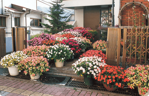 守屋千峰さんのお写真。玄関先にたくさん並んだ、大きなサンパチェンスの鉢植え