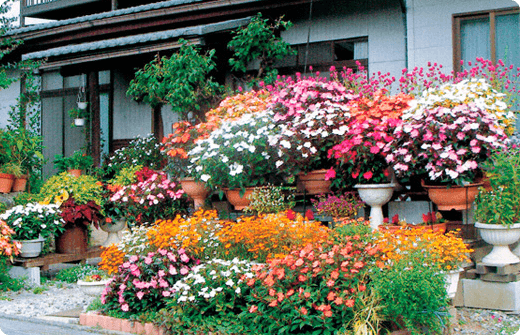 宮坂清子さんのお写真。お庭いっぱいのサンパチェンスの鉢植えと花壇